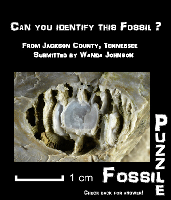 FossilPuzzle0001