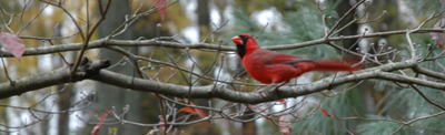 Cardinal