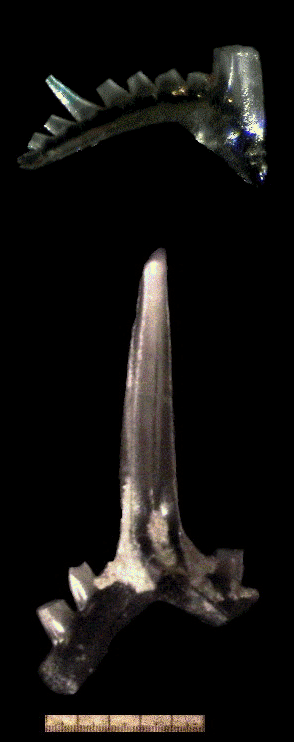 Conodonts