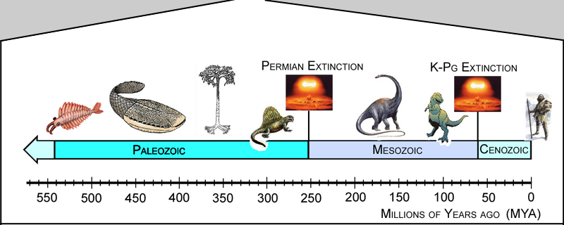 Fossil Time Line