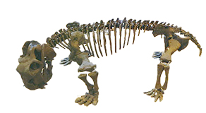 Dimetrodon