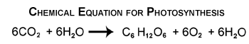Photosynthesis