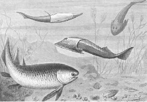 Jawless Fish