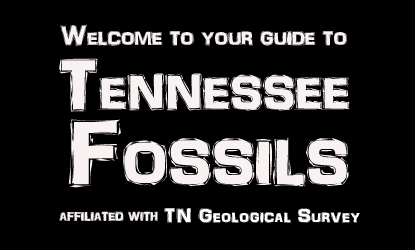 Tennessee Fossils