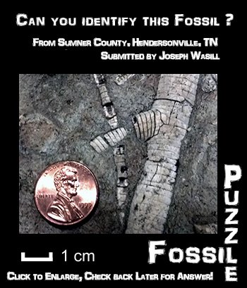 FossilPuzzle0001