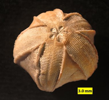 Crinoid Branch
