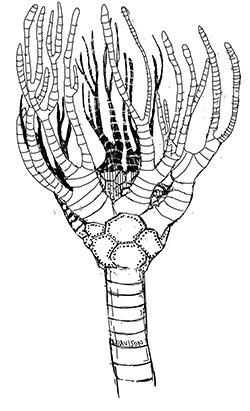Crinoid